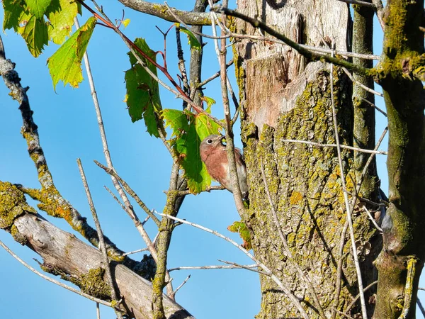 Oiseau Sur Tronc Arbre Merle Bleu Est Perché Escaladant Tronc — Photo