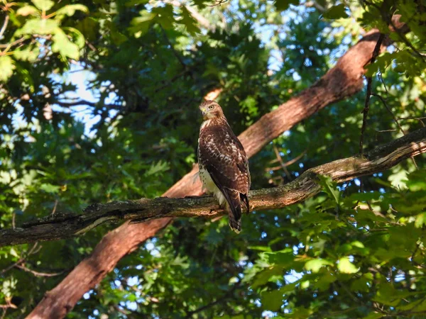レッドテールホーク 夏の晴れた日に森の中で肩を見下ろす木の枝に覆われた獲物の赤い尾の鷹の鳥獲物を狩る — ストック写真