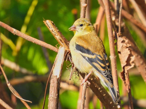 Goldfinch on a Branch: Bir Amerikan ispinozu dişi kuş yaz günü sabah erken saatlerde kır çiçeklerinin arasında bir dala tünedi