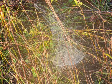 Gündoğumunda Örümcek Ağı: Bir platform biçimli örümcek ağı bir yaz günü güneş ışığında parlar bir tarladaki saplara ve dallara yerleşir.