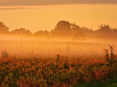 Sonbahar Gündoğumu: Ovanın erken saatlerinde sabah şafağından şafağa kadar portakal renginde parlayan sis, sakin manzara manzarasında sarı kır çiçeklerini açığa çıkarır.