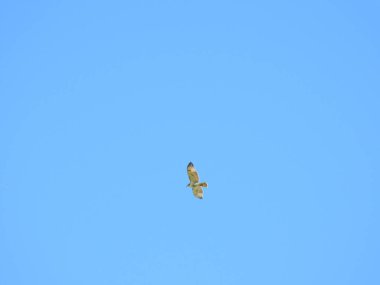 Mavi Gökte Yükselen Şahin: Kanatları açık bir yaz gününde gökyüzünde süzülen, arka planda mavi gökyüzü olan kırmızı kuyruklu yırtıcı bir kuş.