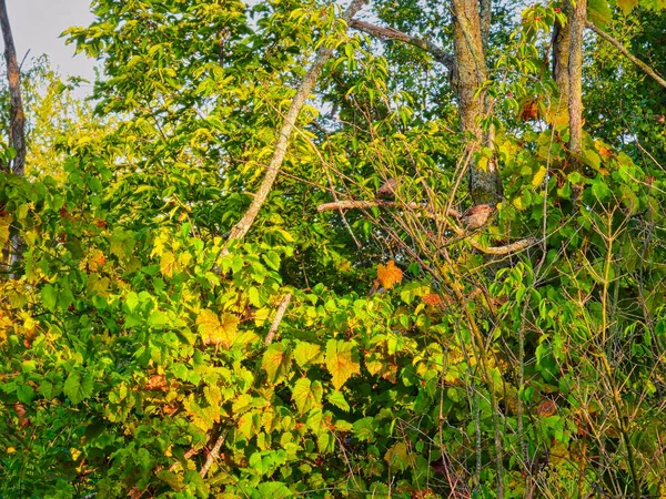 아메리카 검은가슴물떼새는 가을에 야생화 배경에는 변하는 나뭇잎이 — 스톡 사진