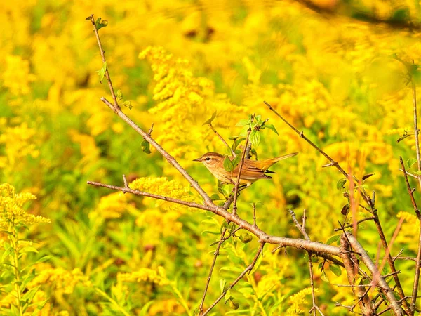 Sarı Boğaz Bülbül Kuşu Güneş Işığında Bir Yaz Goldenrod Yaban — Stok fotoğraf