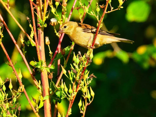 Pássaro Goldenrod Pássaro Americano Goldfinch Empoleirado Caule Uma Flor Silvestre — Fotografia de Stock