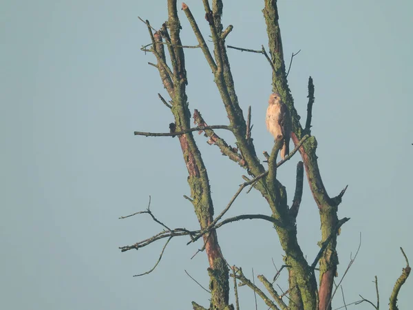 Hawk Hunting Red Tailed Hawk Bird Prey Perched High Dead — Stock Photo, Image