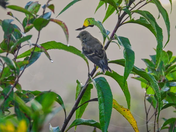 Pássaro Ramo Finch Pendura Uma Haste Verde Planta Manhã Adiantada — Fotografia de Stock