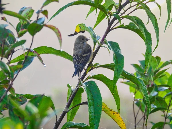 Pássaro Ramo Finch Pendura Uma Haste Verde Planta Manhã Adiantada — Fotografia de Stock