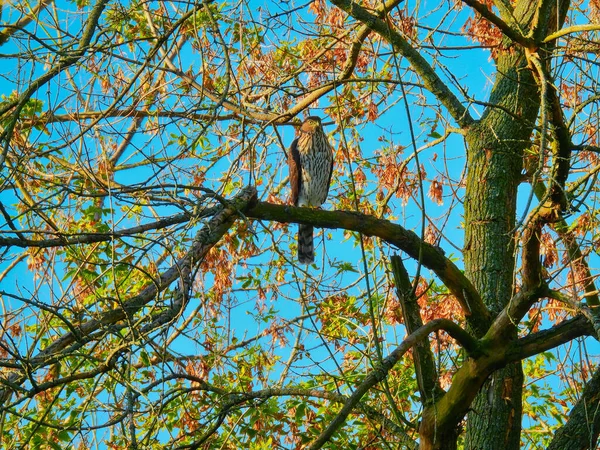 Kupferfalke Sitzt Und Jagt Auf Ast Mit Blut Talon Und — Stockfoto