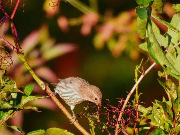 Closeup Female House Finch Bird Empoleirado Ramo Pincel Sol Manhã — Fotografia de Stock