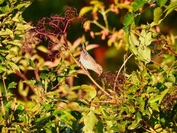 Weiblicher Hausfinkenvogel Hockt Auf Einem Reisigzweig Der Morgensonne Und Pflückt — Stockfoto