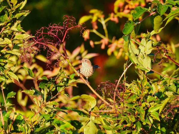 Női Ház Finch Bird Ült Egy Ecset Reggeli Nap Eszik — Stock Fotó
