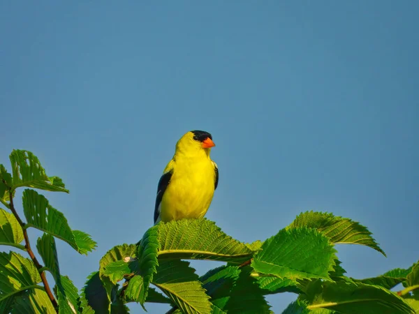 緑の葉で満たされた木の枝の上に座っている彼の明るい黄色の羽を持つアメリカのGoldfinch鳥を探している側道とゴージャスクリア明るい青い空 — ストック写真