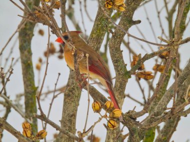 Bir dalda Kardinal: Kuzeyli dişi kardinal kuş soğuk bir kış gününde dalda oturur parlak kahverengi ve turuncu renkte çıplak ağaç dallarına karşı.