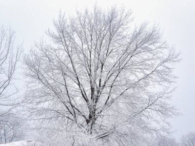 Kar Altındaki Ağaç ve Ağaç Dalları: Karla kaplı bir akçaağaç soğuk bir kış gününde arka planda bulutlu ve bulutlu bir gökyüzü