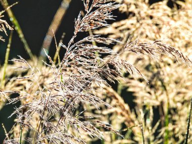 Reed Grass Shimmer 'ın Sabah Güneşi' ndeki kökleri: Çiy damlacıkları bir yaz sabahı erkenden sazlığın dallarında parlar