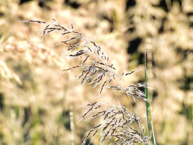 Sabahın erken saatlerinde Reed Çiyi 'nin tek bir demeti: Bir yaz sabahının erken saatlerinde gün ışığında parlayan bu sazlıklar üzerinde çiğ taneleri görülebilir