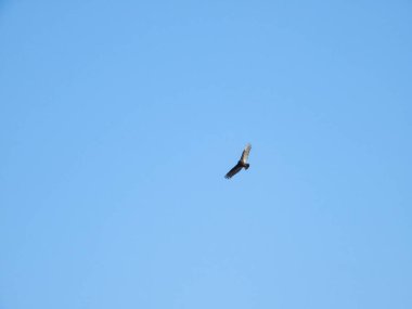 Türkiye Akbaba Açık Mavi Gökyüzünde Bir Sonbahar Günü Tam Kanatlı Uçuyor