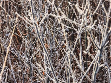 Buzla kaplı bir kış manzarası, soğuk bir kış sabahı, bir çalılığın gövdesi ve dalları ve küçük ağaçlarla kaplıdır.