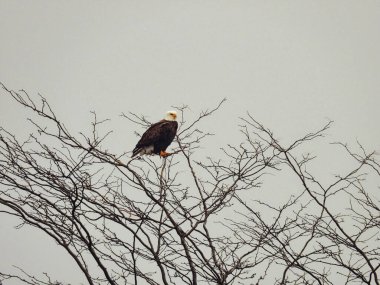 Soğuk bir kış gününde kel kartal Ağacın tepesine tünemiş: Karlı ve soğuk bir kış sabahı, kel kartal bir ağacın tepesine tünemiş