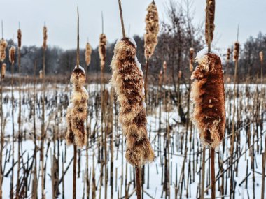 Kış mevsiminde bir nehir boyunca donmuş Cattails Patlaması: Kış mevsiminde bir tırnak kuyruğu tarlası açıldı, zamanda dondu ve arka planda nehir ile kaplanmış buz ve kar