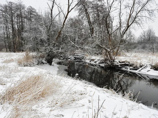 River in Winter: Water in a small river runs through a snow covered prairie with a few bare trees along the banks of the river on a winter day