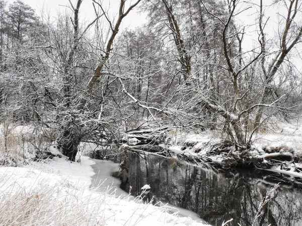 River in Winter: Water in a small river runs through a snow covered prairie with a few bare trees along the banks of the river on a winter day