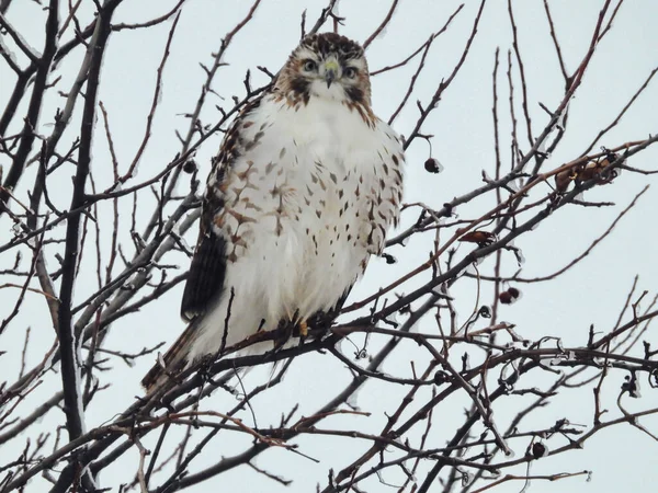 Red-Tailed Hawk Looks Down From Perch on a Winter Day: A red-tailed hawk perched on Ice covered branches with fluffed out feathers to stay warm on a winter morning