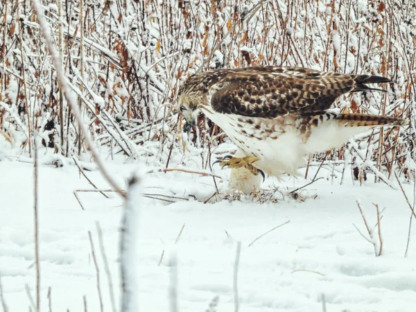 Red-Tailed Hawk Jumps on the Ground on a Winter Day: A red-tailed hawk jumps on snow covered ground trying to catch of prey on a cold winter morning after a snowfall