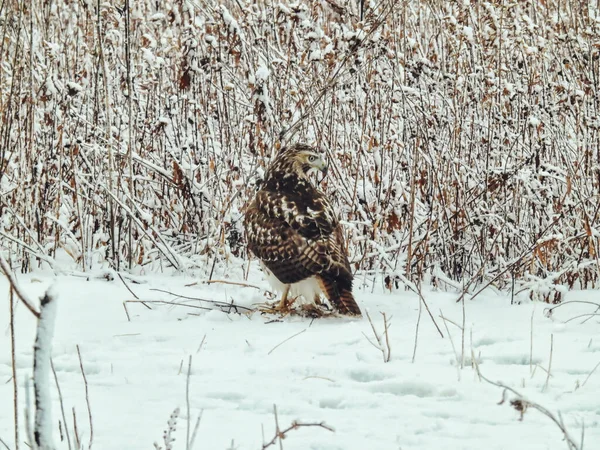 冬日地面上的红尾鹰 在一个寒冷的冬日早晨 一场大雪过后 一只红尾鹰坐在被雪覆盖的地面上寻找猎物 — 图库照片