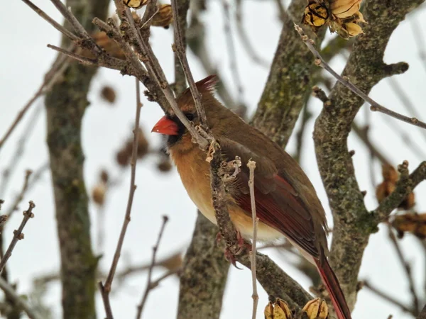 Cardinale Ramo Uccello Cardinale Del Nord Femminile Siede Con Piume — Foto Stock