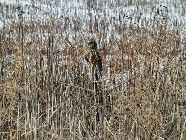 Short Eared Owl Perched Reeds Owl Takes Break Flying Perched — Stock Photo, Image