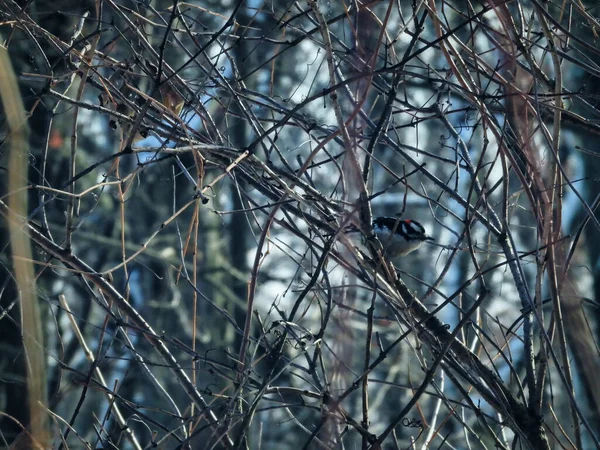冬の日にブラシの茎に挟まれた羽毛のあるキツツキ鳥 冬の日に食べ物を求めて枝を探索する — ストック写真