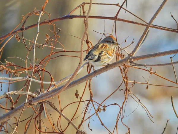 American Tree Sparrow Branch Dia Frio Inverno Pardal Arbóreo Americano — Fotografia de Stock