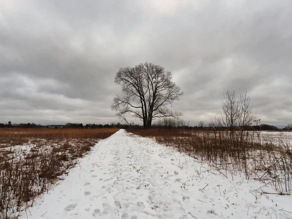 Δέντρο Στο Χιόνι Ένα Μονοπάτι Πεζοπορίας Μέσα Από Χιόνι Οδηγεί — Φωτογραφία Αρχείου