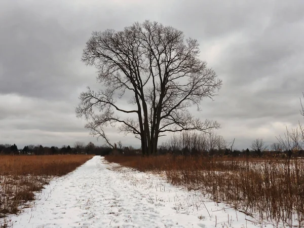 Δέντρο Στο Χιόνι Ένα Μοναχικό Γυμνό Δέντρο Κατά Μήκος Ενός — Φωτογραφία Αρχείου