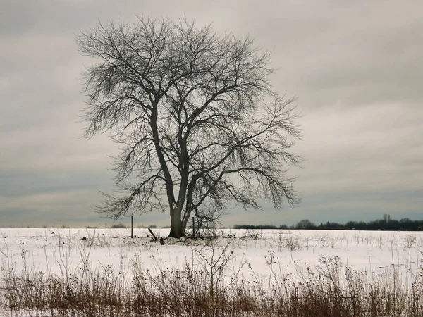 Δέντρο Στο Χιόνι Ένα Μοναχικό Γυμνό Δέντρο Επίκεντρο Χιόνι Σκεπασμένο — Φωτογραφία Αρχείου
