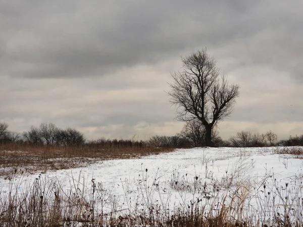 Bare Tree Hill Snow Μια Συννεφιασμένη Χειμωνιάτικη Μέρα Ενός Μοναχικού — Φωτογραφία Αρχείου