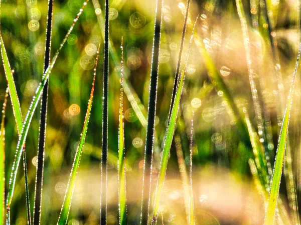Grass Morning Closeup Macro Blades Grass Covered Dew Droplets Reflecting — Stock Photo, Image