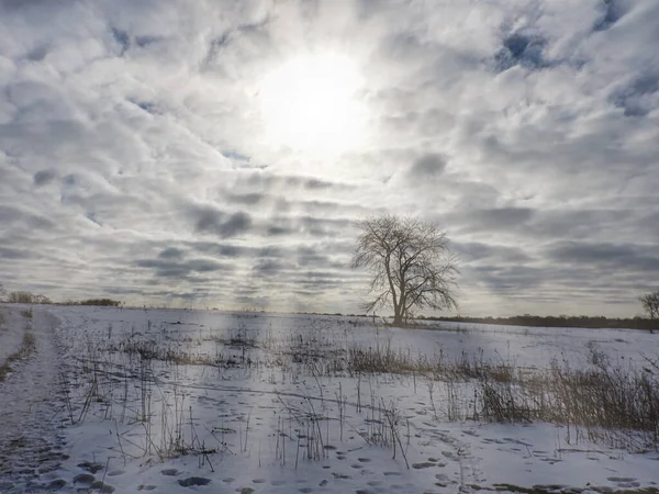 Tree in the Snow with Sunshine: A lone tree stands on a snow-covered prairie on a cloudy day that sees a break in the sky and sun rays beaming over the landscape