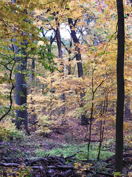 Krásné Podzimní Listí Forrestu Směsí Různých Druhů Stromů Barev Listů — Stock fotografie