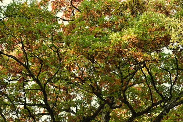 Autumn Leaves Tree Eine Malerische Landschaft Ansicht Der Herbst Farbigen — Stockfoto