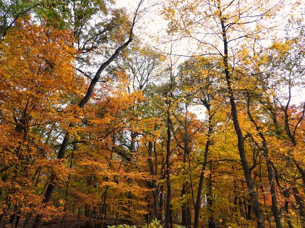 Podzim Lese Různé Druhy Stromů Oslnivým Podzimním Listím Různých Barvách — Stock fotografie