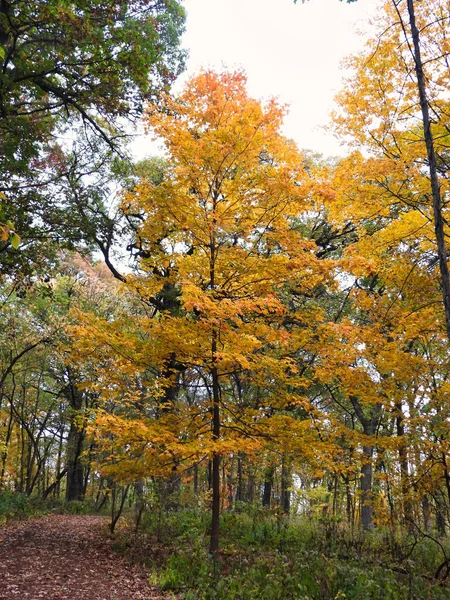 Árvores Outono Floresta Lindamente Caem Árvores Coloridas Longo Uma Trilha — Fotografia de Stock