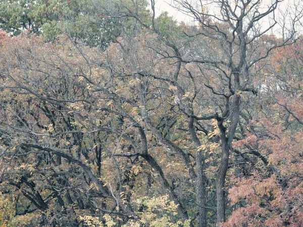 Hawk Autumn Colored Tree Oiseau Proie Queue Rousse Regardant Derrière — Photo