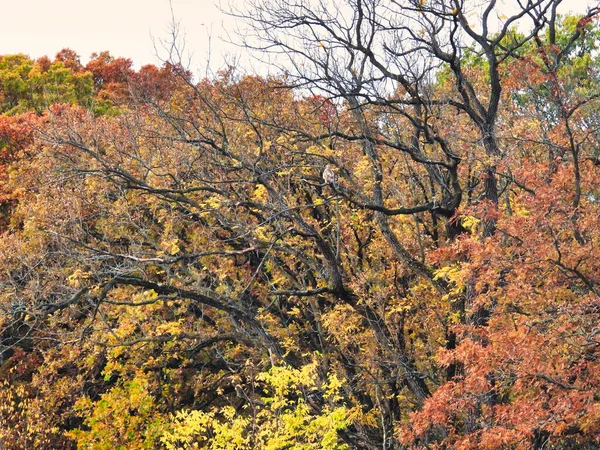 Falcão Outono Árvore Colorida Uma Visão Traseira Pássaro Falcão Cauda — Fotografia de Stock