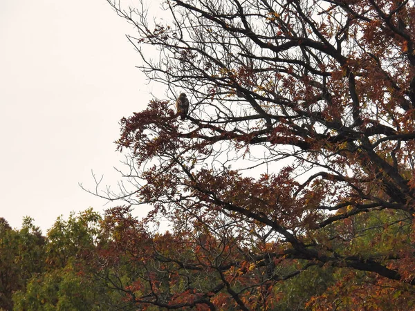 Hawk Autumn Colored Tree Eine Rückansicht Eines Greifvogels Mit Rotem — Stockfoto