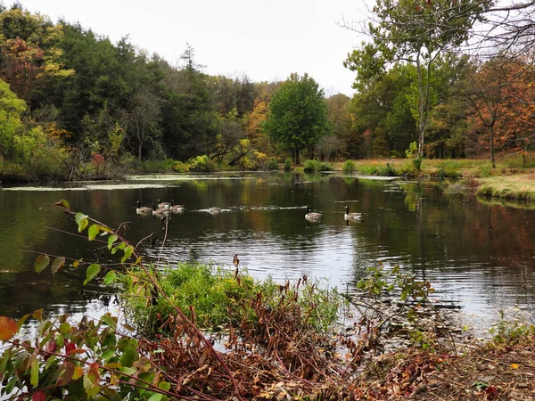秋の木々に囲まれた池で泳ぐガチョウ カナダのガチョウは曇りの秋の日に秋の色を示す木に囲まれた池で泳ぐ — ストック写真