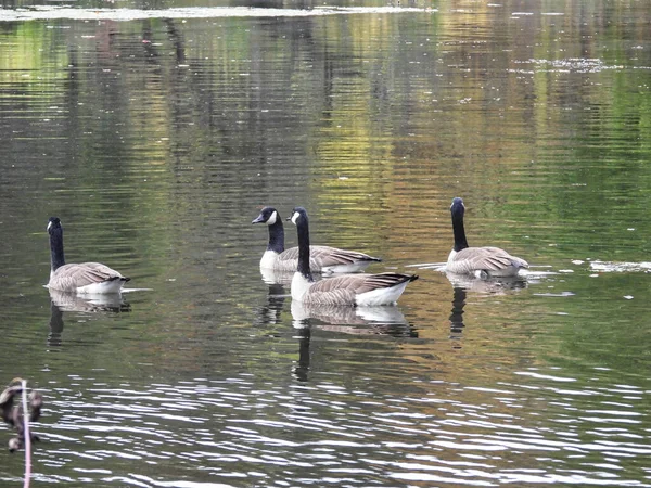 Gansos Canadienses Lago Día Otoño Con Gansos Canadienses Nadando Través —  Fotos de Stock