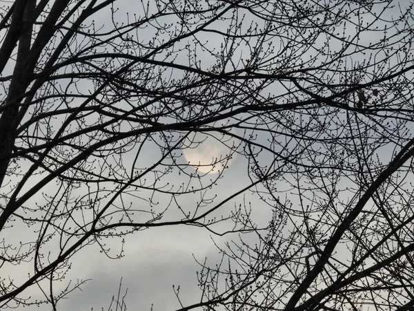 Luna Bosque Luna Visible Medio Ramas Desnudas Árboles Del Bosque —  Fotos de Stock